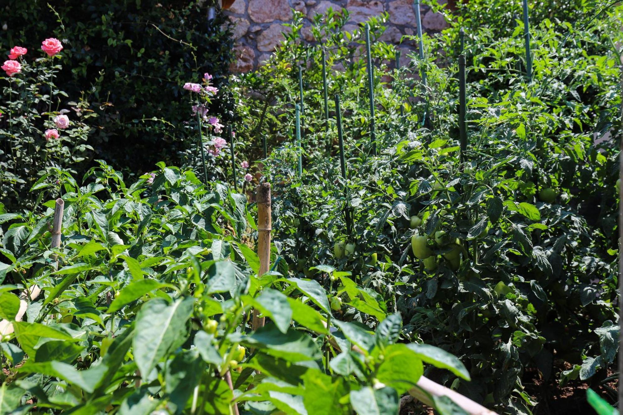 Apartment Garden M&M Dubrovnik Exterior photo